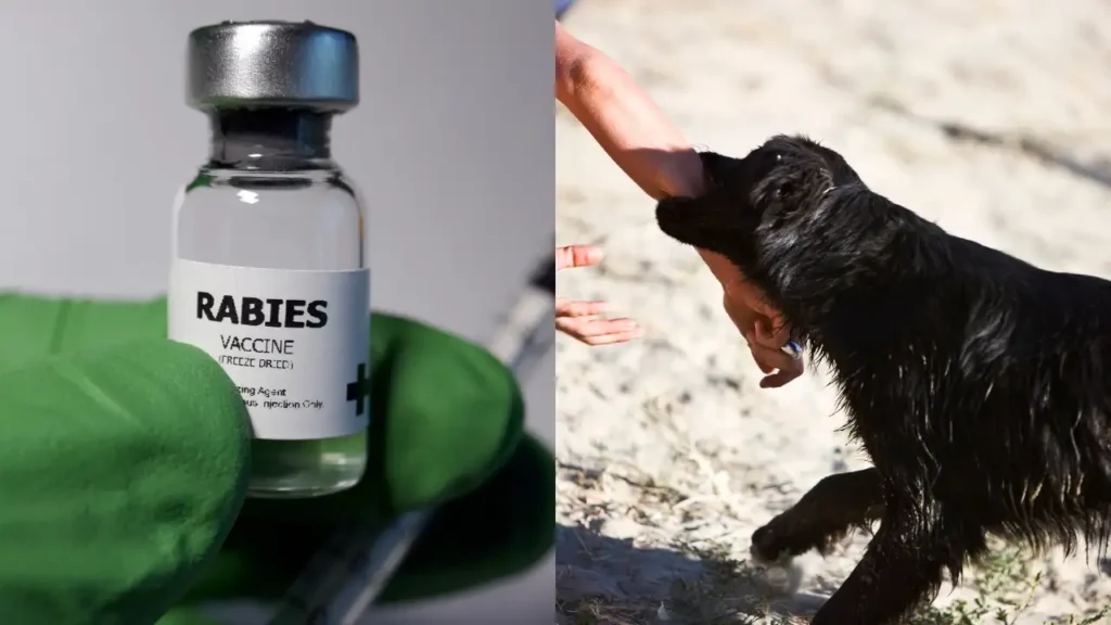 نەخۆشی هاری